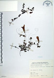 中文名:倒地蜈蚣(S073211)學名:Torenia concolor Lindley var. formosana Yamazaki(S073211)中文別名:四角銅鑼