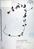 中文名:倒地蜈蚣(S073213)學名:Torenia concolor Lindley var. formosana Yamazaki(S073213)中文別名:四角銅鑼