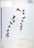 中文名:倒地蜈蚣(S073214)學名:Torenia concolor Lindley var. formosana Yamazaki(S073214)中文別名:四角銅鑼