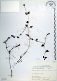 中文名:倒地蜈蚣(S073215)學名:Torenia concolor Lindley var. formosana Yamazaki(S073215)中文別名:四角銅鑼