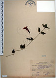 中文名:倒地蜈蚣(S073216)學名:Torenia concolor Lindley var. formosana Yamazaki(S073216)中文別名:四角銅鑼