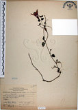 中文名:倒地蜈蚣(S073217)學名:Torenia concolor Lindley var. formosana Yamazaki(S073217)中文別名:四角銅鑼