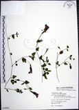 中文名:倒地蜈蚣(S079996)學名:Torenia concolor Lindl.(S079996)中文別名:四角銅鑼