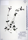 中文名:倒地蜈蚣(S080058)學名:Torenia concolor Lindley var. formosana Yamazaki(S080058)中文別名:四角銅鑼
