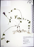 中文名:倒地蜈蚣(S087300)學名:Torenia concolor Lindl.(S087300)中文別名:四角銅鑼