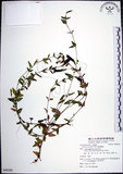 中文名:倒地蜈蚣(S088260)學名:Torenia concolor Lindl.(S088260)中文別名:四角銅鑼