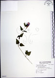 中文名:倒地蜈蚣(S088419)學名:Torenia concolor Lindl.(S088419)中文別名:四角銅鑼