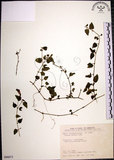 中文名:倒地蜈蚣(S090073)學名:Torenia concolor Lindl.(S090073)中文別名:四角銅鑼