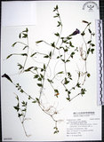中文名:倒地蜈蚣(S095509)學名:Torenia concolor Lindl.(S095509)中文別名:四角銅鑼