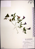 中文名:倒地蜈蚣(S095548)學名:Torenia concolor Lindl.(S095548)中文別名:四角銅鑼