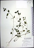 中文名:倒地蜈蚣(S097288)學名:Torenia concolor Lindl.(S097288)中文別名:四角銅鑼