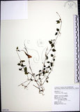 中文名:倒地蜈蚣(S099124)學名:Torenia concolor Lindl.(S099124)中文別名:四角銅鑼