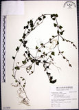 中文名:倒地蜈蚣(S115958)學名:Torenia concolor Lindl.(S115958)中文別名:四角銅鑼