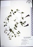 中文名:倒地蜈蚣(S116414)學名:Torenia concolor Lindl.(S116414)中文別名:四角銅鑼