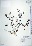 中文名:倒地蜈蚣(S116871)學名:Torenia concolor Lindley var. formosana Yamazaki(S116871)中文別名:四角銅鑼