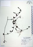 中文名:倒地蜈蚣(S116873)學名:Torenia concolor Lindley var. formosana Yamazaki(S116873)中文別名:四角銅鑼