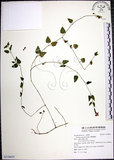 中文名:倒地蜈蚣(S118655)學名:Torenia concolor Lindl.(S118655)中文別名:四角銅鑼