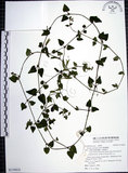 中文名:倒地蜈蚣(S119414)學名:Torenia concolor Lindl.(S119414)中文別名:四角銅鑼