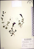 中文名:倒地蜈蚣(S121414)學名:Torenia concolor Lindl.(S121414)中文別名:四角銅鑼