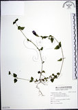 中文名:倒地蜈蚣(S121729)學名:Torenia concolor Lindl.(S121729)中文別名:四角銅鑼