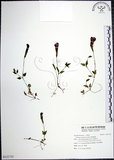 中文名:倒地蜈蚣(S121735)學名:Torenia concolor Lindl.(S121735)中文別名:四角銅鑼
