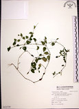 中文名:倒地蜈蚣(S121759)學名:Torenia concolor Lindl.(S121759)中文別名:四角銅鑼