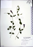 中文名:倒地蜈蚣(S121834)學名:Torenia concolor Lindl.(S121834)中文別名:四角銅鑼