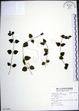中文名:倒地蜈蚣(S121888)學名:Torenia concolor Lindl.(S121888)中文別名:四角銅鑼