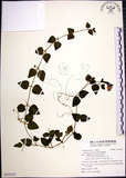 中文名:倒地蜈蚣(S122253)學名:Torenia concolor Lindl.(S122253)中文別名:四角銅鑼