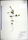 中文名:倒地蜈蚣(S124753)學名:Torenia concolor Lindl.(S124753)中文別名:四角銅鑼