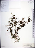 中文名:倒地蜈蚣(S127558)學名:Torenia concolor Lindl.(S127558)中文別名:四角銅鑼