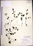 中文名:倒地蜈蚣(S127703)學名:Torenia concolor Lindl.(S127703)中文別名:四角銅鑼