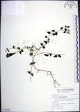 中文名:倒地蜈蚣(S130219)學名:Torenia concolor Lindl.(S130219)中文別名:四角銅鑼