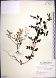 中文名:倒地蜈蚣(S130245)學名:Torenia concolor Lindl.(S130245)中文別名:四角銅鑼
