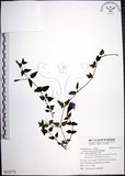 中文名:倒地蜈蚣(S133772)學名:Torenia concolor Lindl.(S133772)中文別名:四角銅鑼