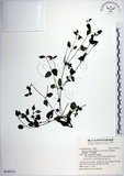 中文名:倒地蜈蚣(S145511)學名:Torenia concolor Lindley var. formosana Yamazaki(S145511)中文別名:四角銅鑼