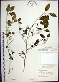 中文名:光果龍葵(S000447)學名:Solanum americanum Miller(S000447)