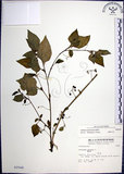 中文名:光果龍葵(S002548)學名:Solanum americanum Miller(S002548)