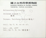 中文名:光果龍葵(S005580)學名:Solanum americanum Miller(S005580)