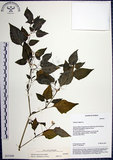 中文名:光果龍葵(S035200)學名:Solanum americanum Miller(S035200)