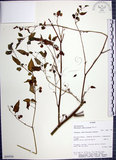 中文名:光果龍葵(S050550)學名:Solanum americanum Miller(S050550)