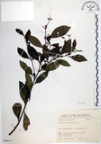 中文名:光果龍葵(S066614)學名:Solanum alatum Moench.(S066614)