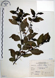 中文名:光果龍葵(S066615)學名:Solanum alatum Moench.(S066615)