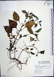 中文名:光果龍葵(S072601)學名:Solanum americanum Miller(S072601)