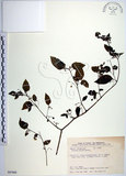 中文名:光果龍葵(S087666)學名:Solanum alatum Moench.(S087666)