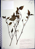 中文名:光果龍葵(S089246)學名:Solanum americanum Miller(S089246)