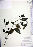 中文名:光果龍葵(S092561)學名:Solanum americanum Miller(S092561)