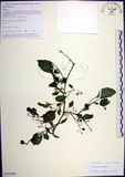 中文名:光果龍葵(S105898)學名:Solanum americanum Miller(S105898)