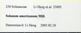 中文名:光果龍葵(S106229)學名:Solanum americanum Miller(S106229)
