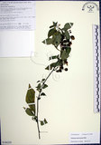 中文名:光果龍葵(S106229)學名:Solanum americanum Miller(S106229)